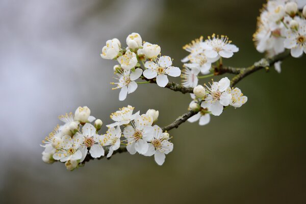 blackthorn-8604451_1920.jpg